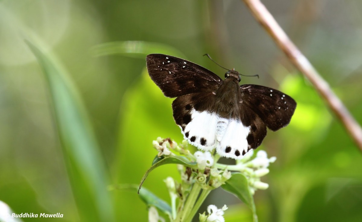 Tagiades litigiosa Möschler, 1878