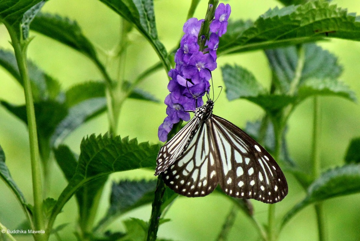 Ideopsis similis Linnaeus, 1764