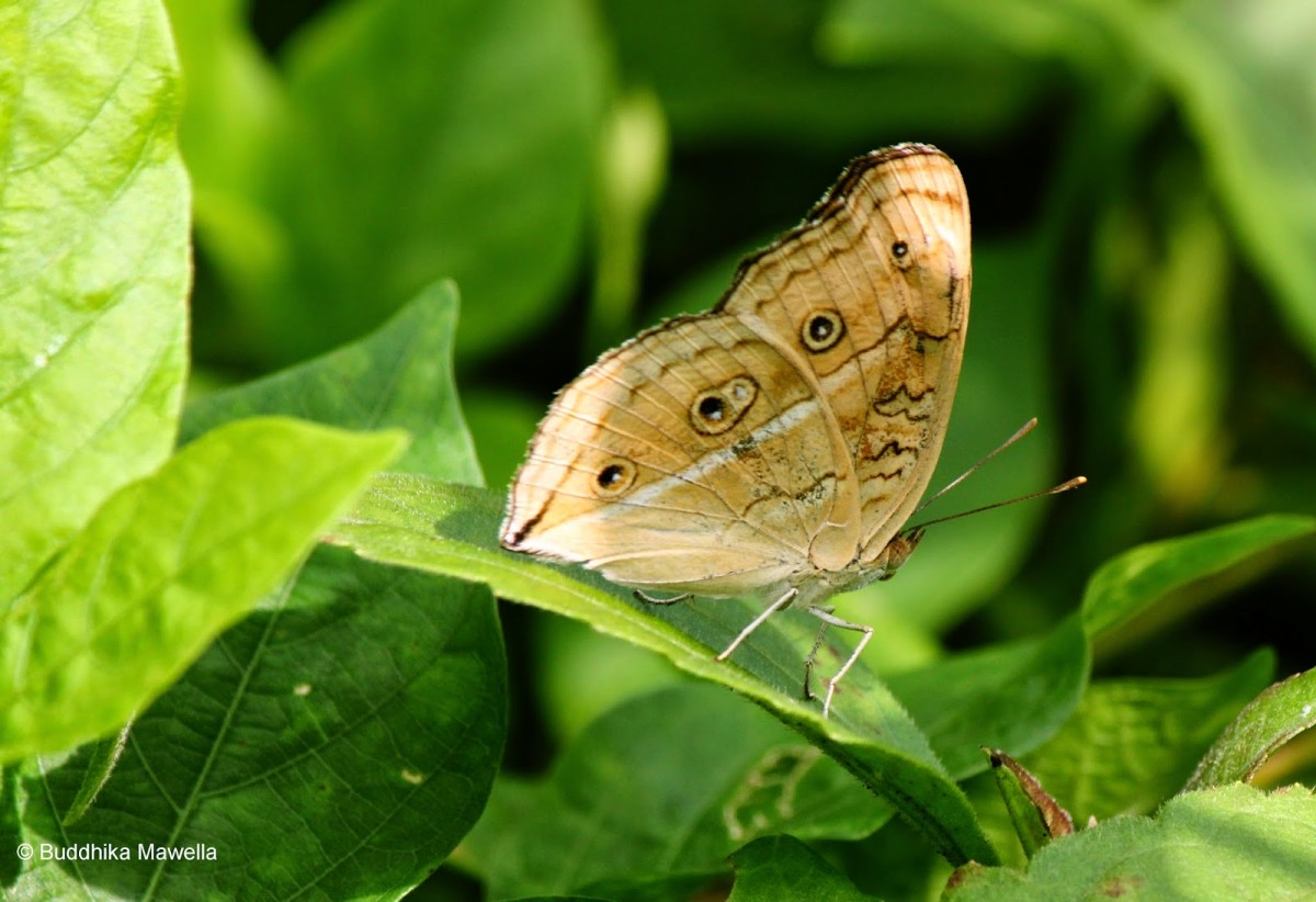 Junonia almana Linnaeus, 1758