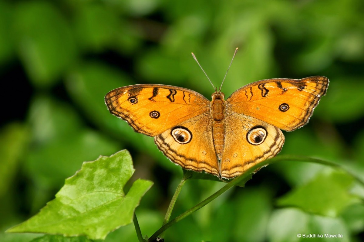 Junonia almana Linnaeus, 1758