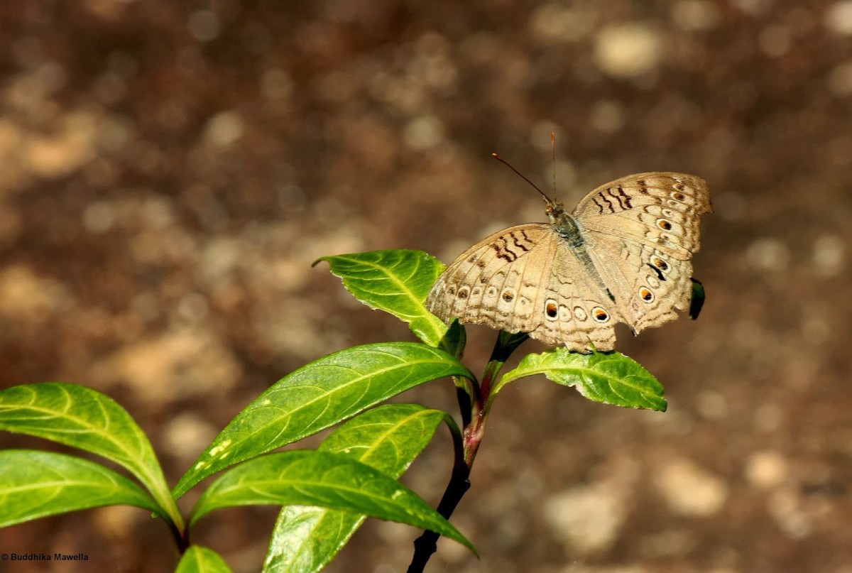 Junonia atlites Linnaeus, 1758