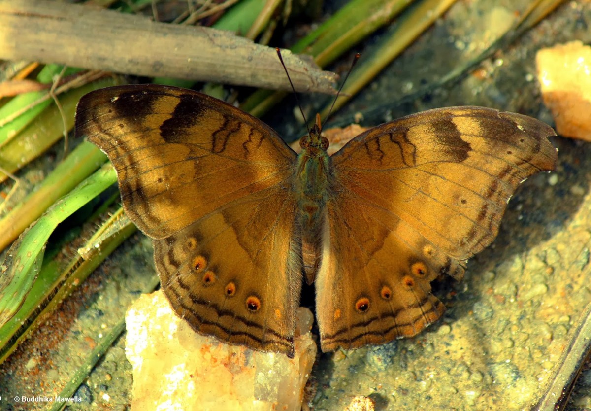 Junonia iphita Cramer, 1779