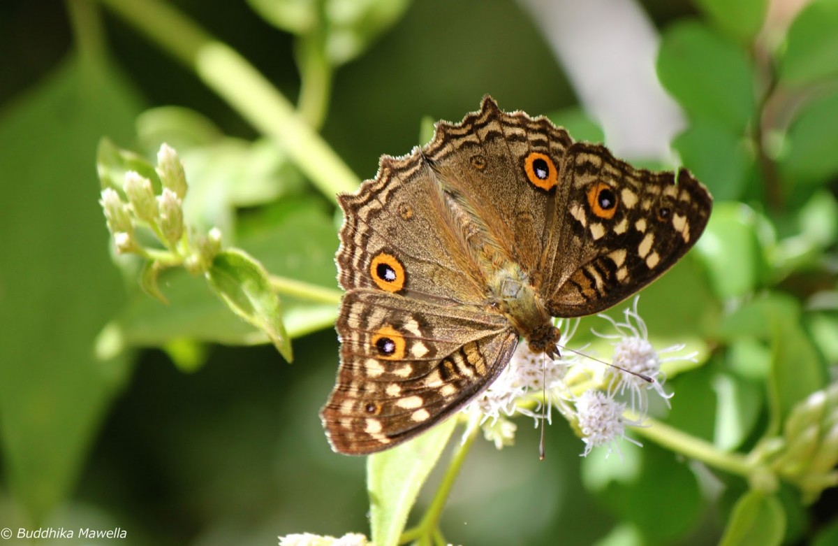 Junonia lemonias Linnaeus, 1758