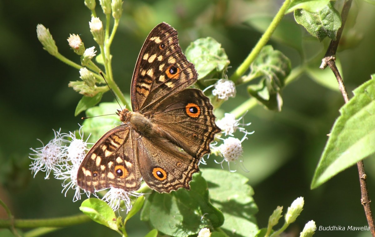 Junonia lemonias Linnaeus, 1758