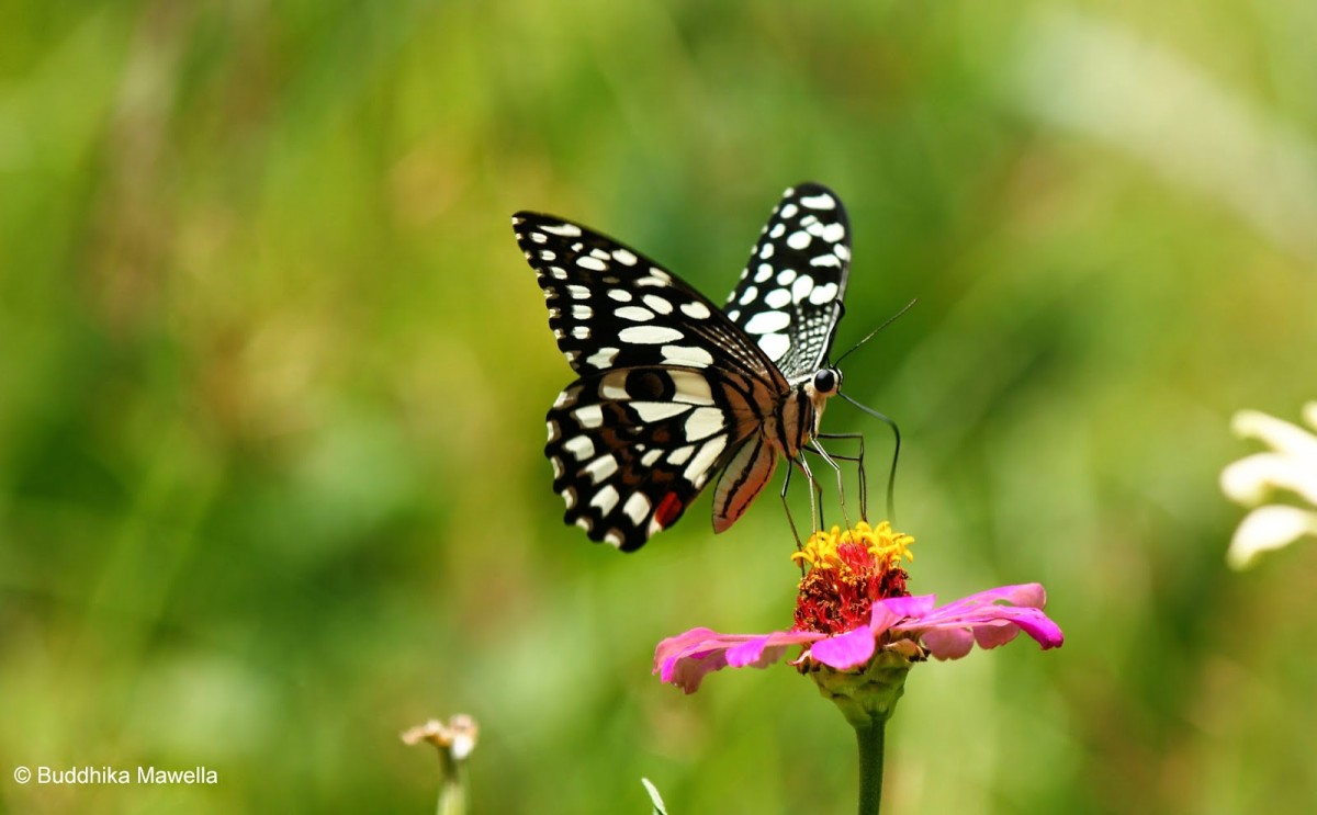 Papilio demoleus Linnaeus, 1758