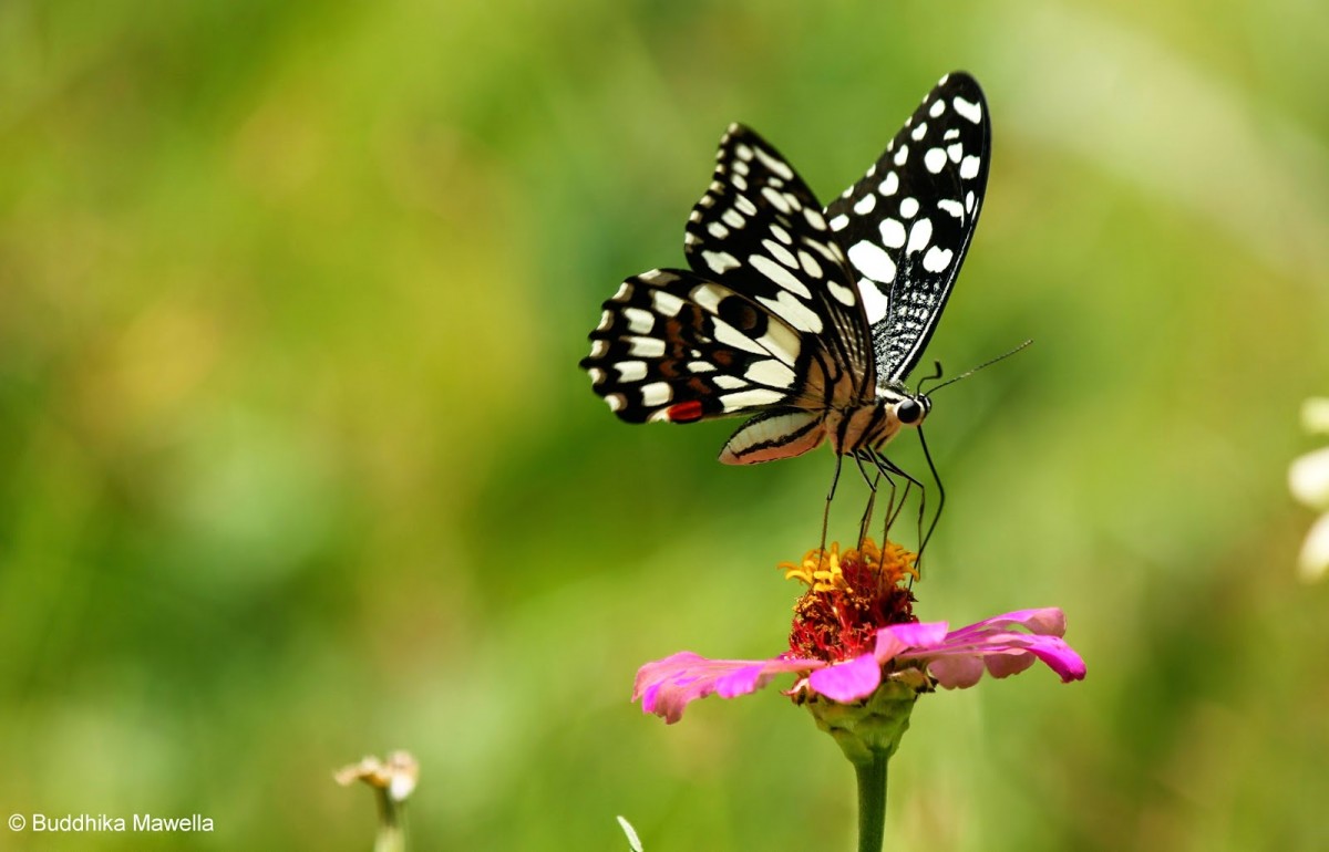 Papilio demoleus Linnaeus, 1758