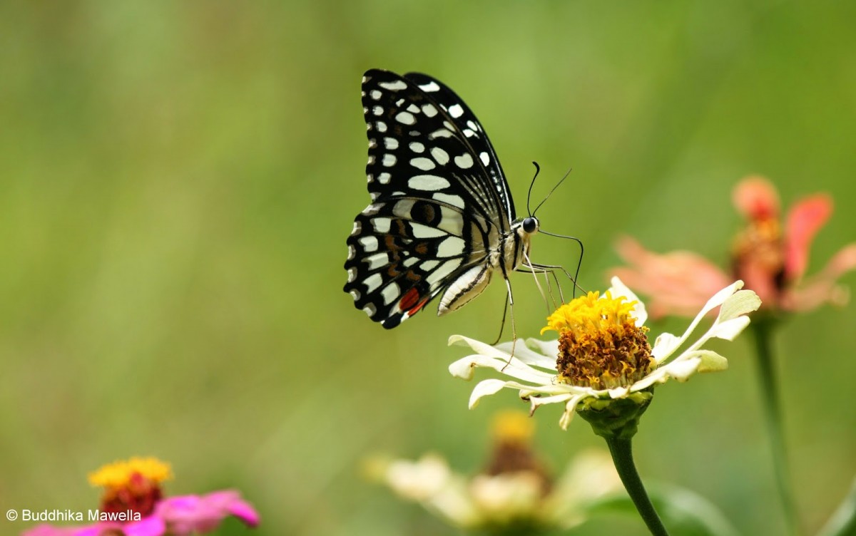 Papilio demoleus Linnaeus, 1758