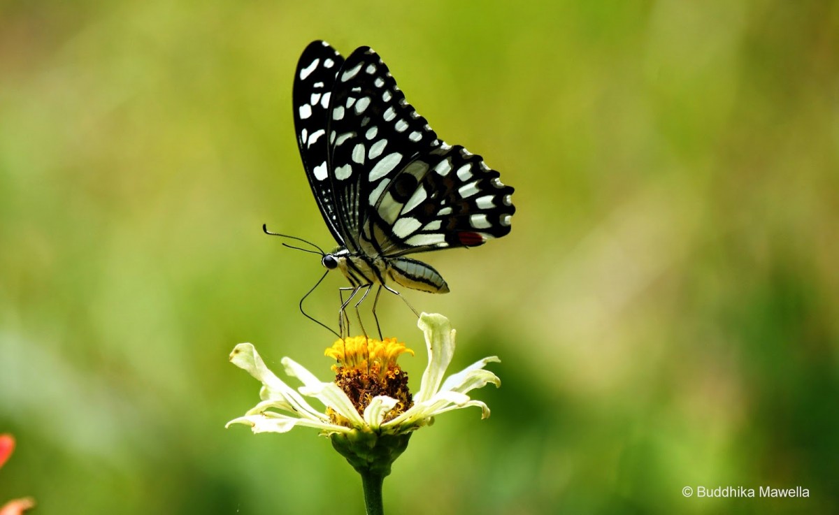 Papilio demoleus Linnaeus, 1758