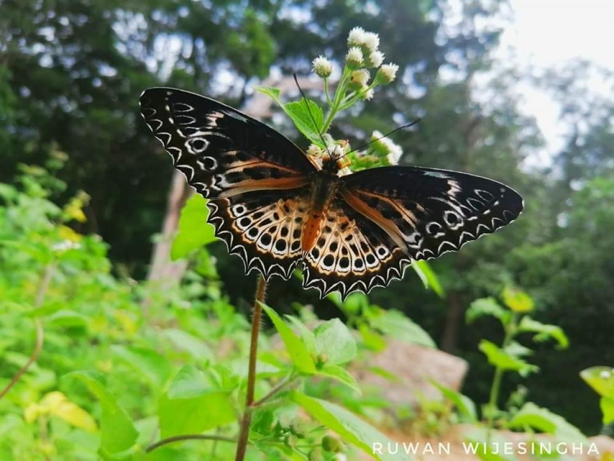 Cethosia nietneri Felder, 1867