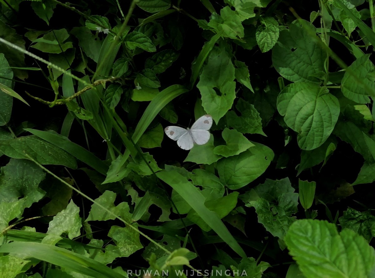 Leptosia nina Fabricius, 1793