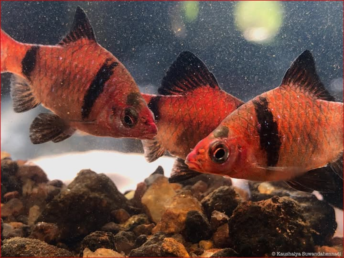 Pethia bandula Kottelat & Pethiyagoda