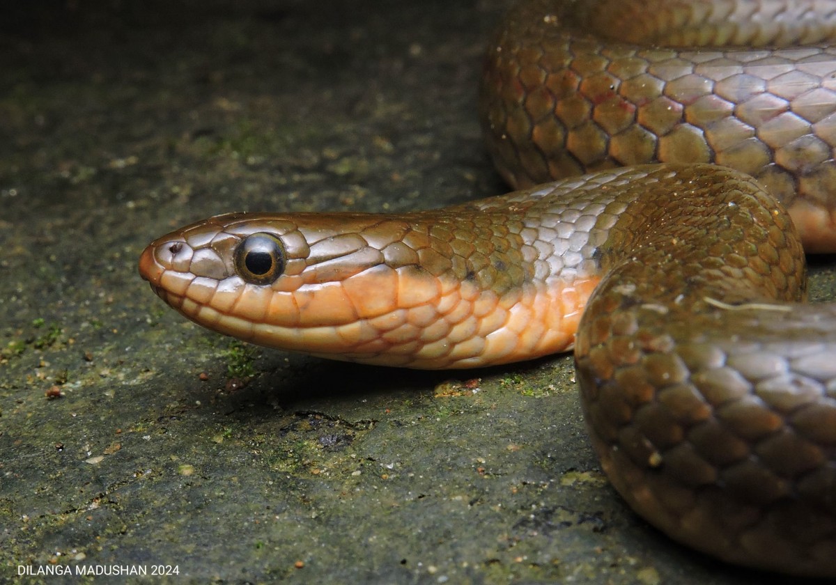 Atretium schistosum Daudin, 1803