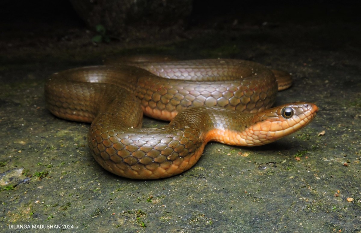 Atretium schistosum Daudin, 1803