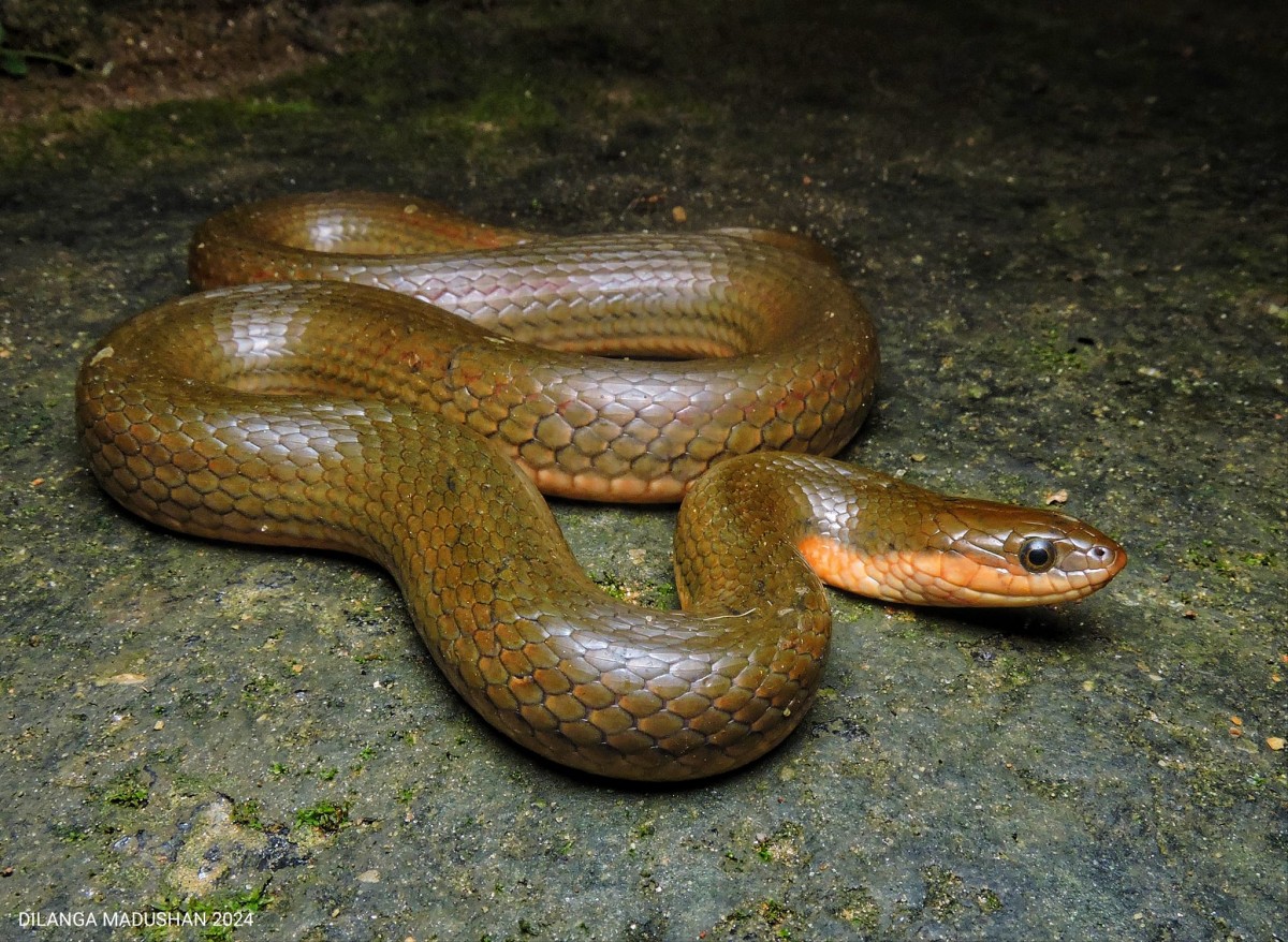 Atretium schistosum Daudin, 1803