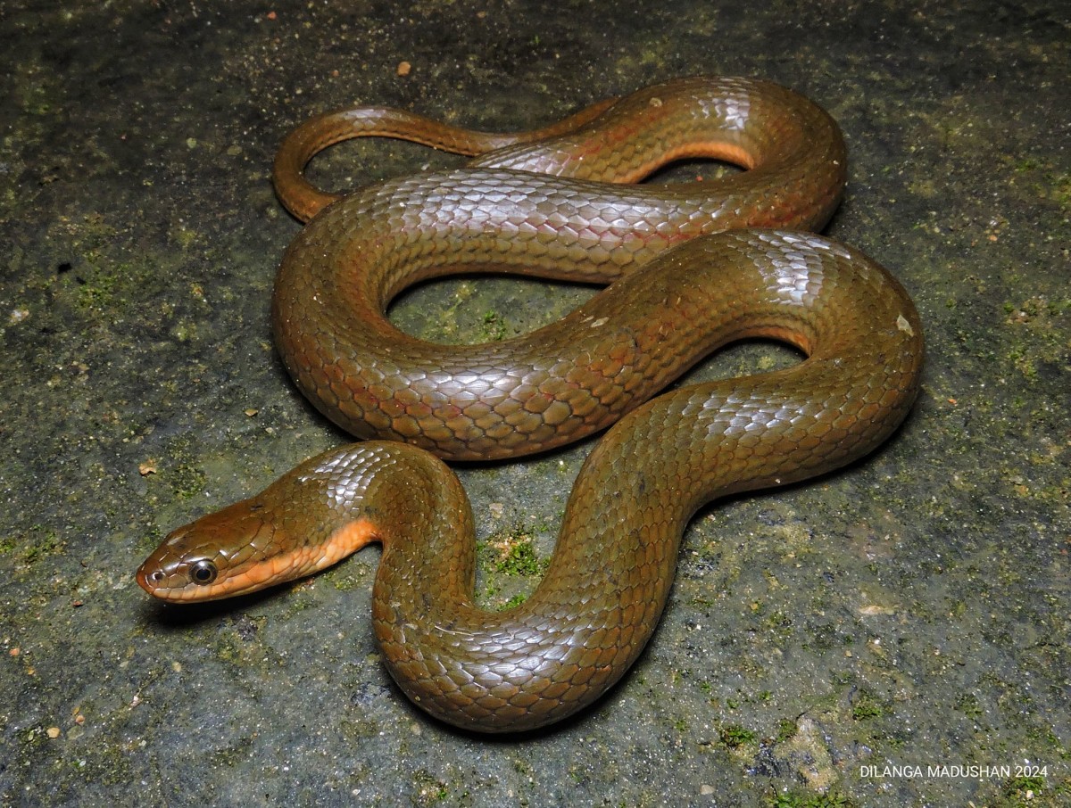 Atretium schistosum Daudin, 1803