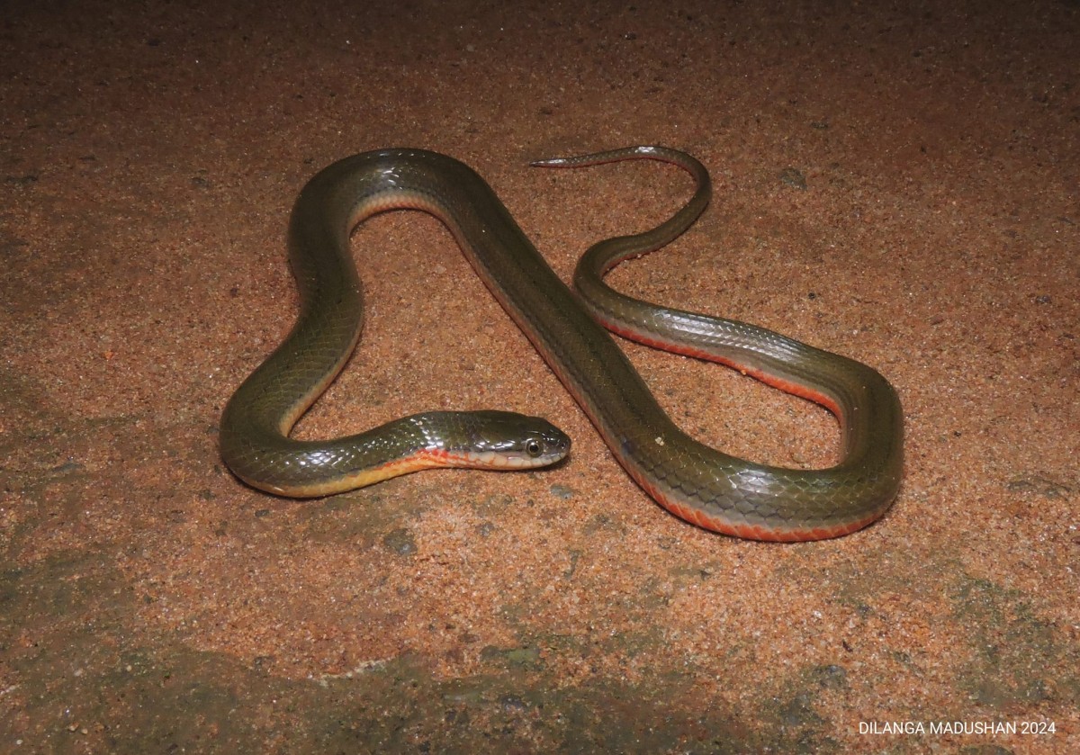 Atretium schistosum Daudin, 1803