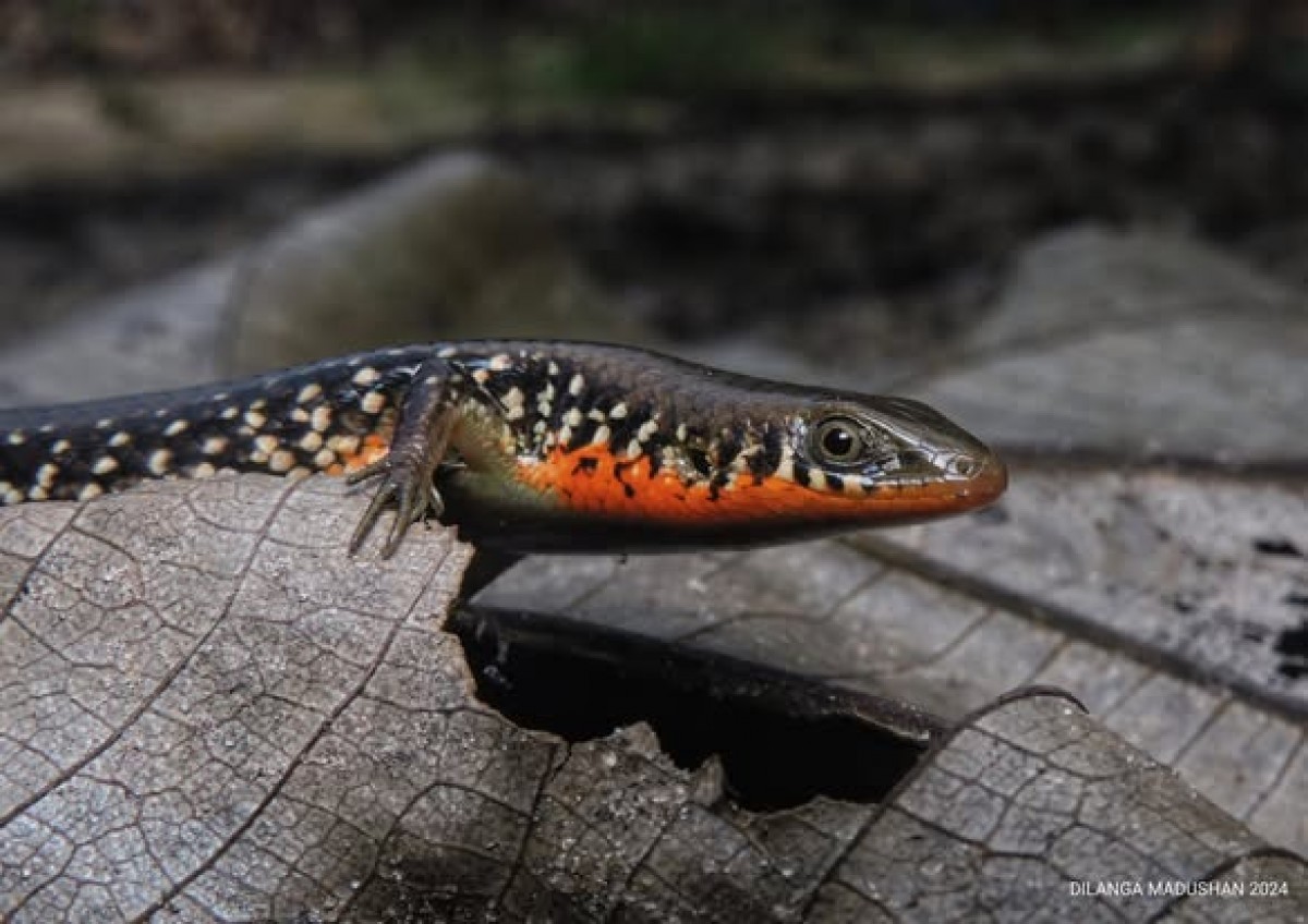 Eutropis tammanna Das, de Silva & Austin, 2008
