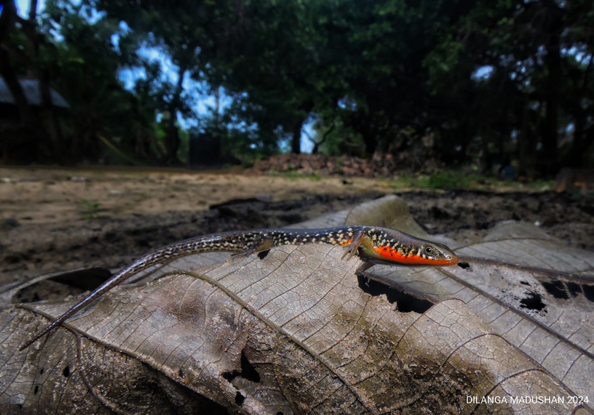 Eutropis tammanna Das, de Silva & Austin, 2008