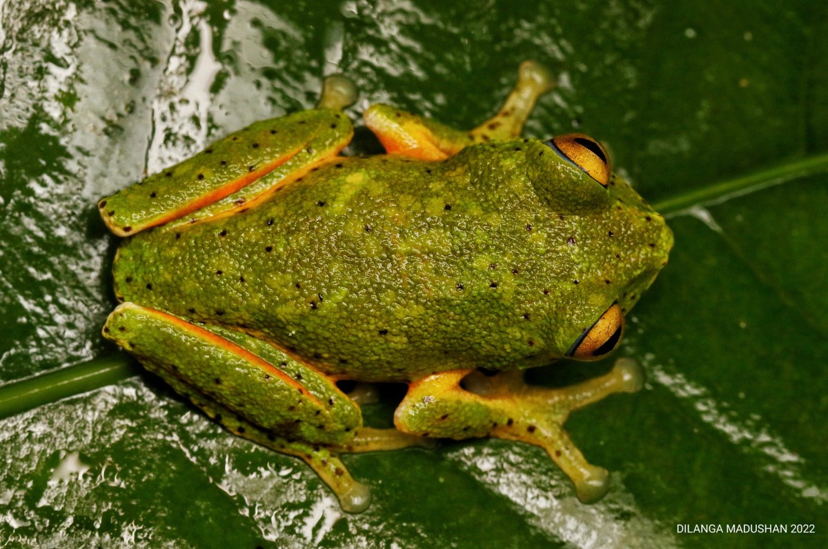 Pseudophilautus poppiae Megaskumbura & Manamendra-Arachcchi, 2005