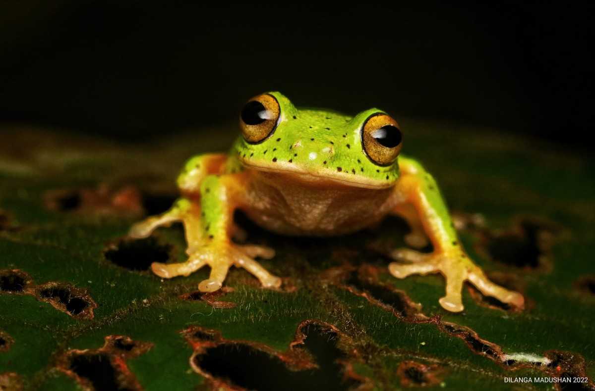 Pseudophilautus poppiae Megaskumbura & Manamendra-Arachcchi, 2005