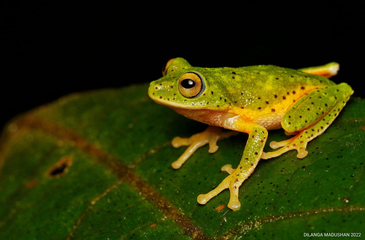 Pseudophilautus poppiae Megaskumbura & Manamendra-Arachcchi, 2005