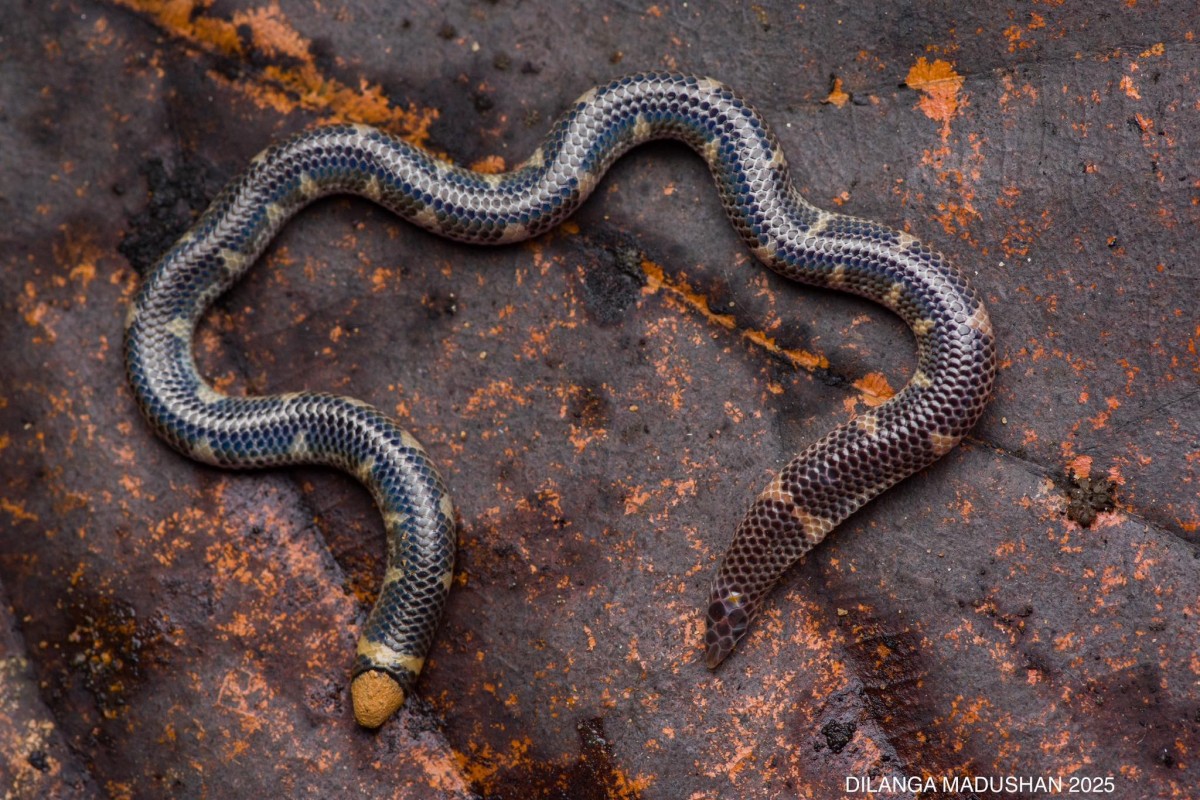 Rhinophis homolepis  Hemprich, 1820