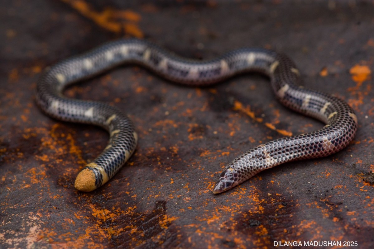 Rhinophis homolepis  Hemprich, 1820
