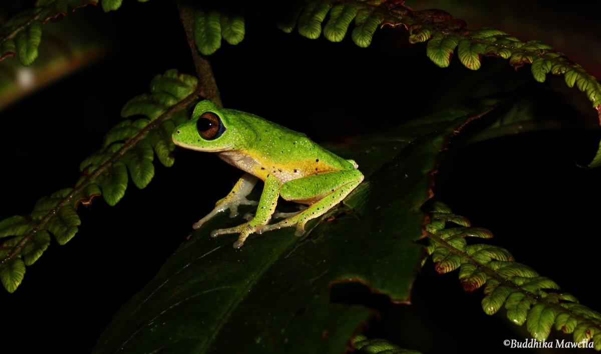 Pseudophilautus femoralis Gunther 1864