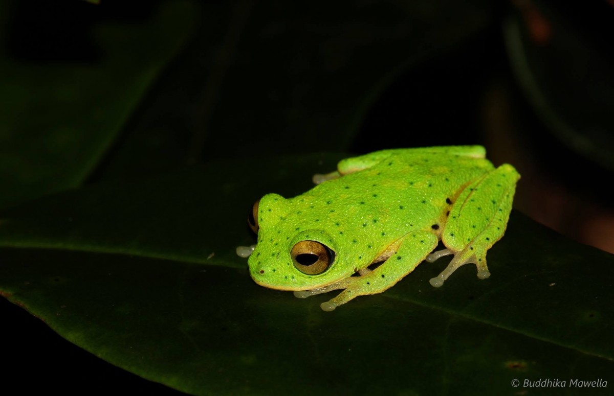 Pseudophilautus femoralis Gunther 1864