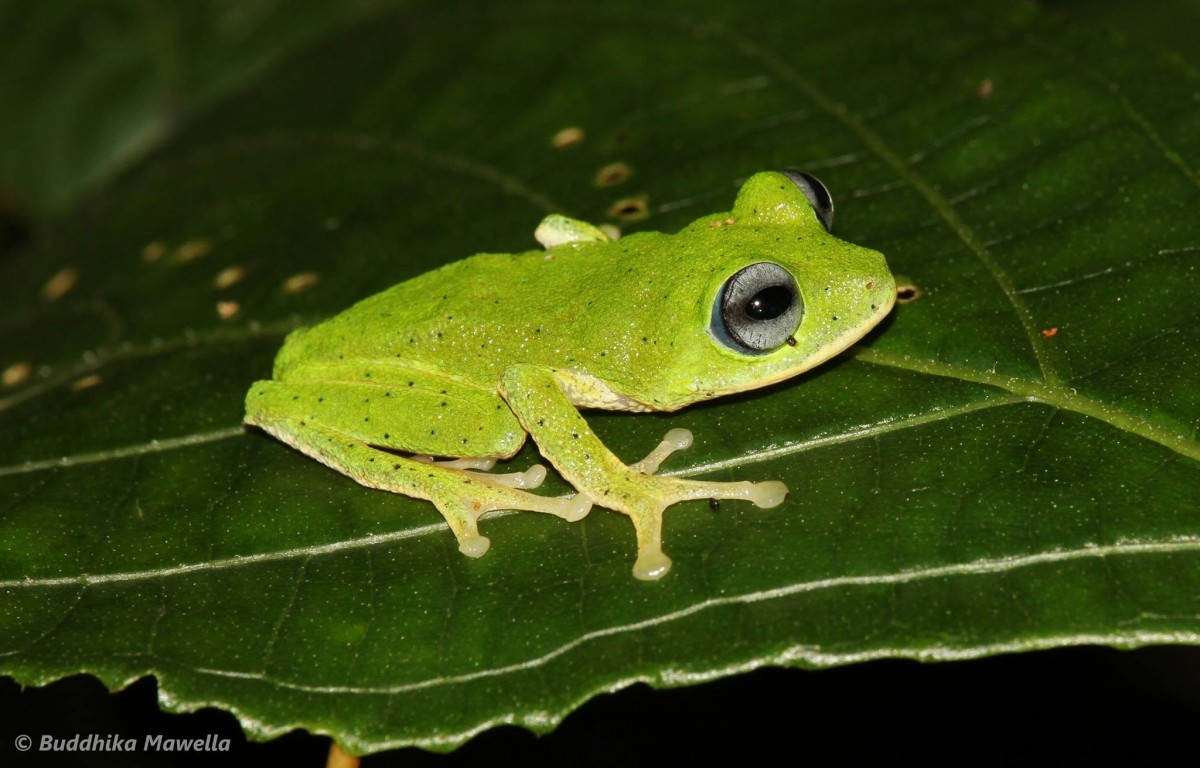 Pseudophilautus femoralis Gunther 1864