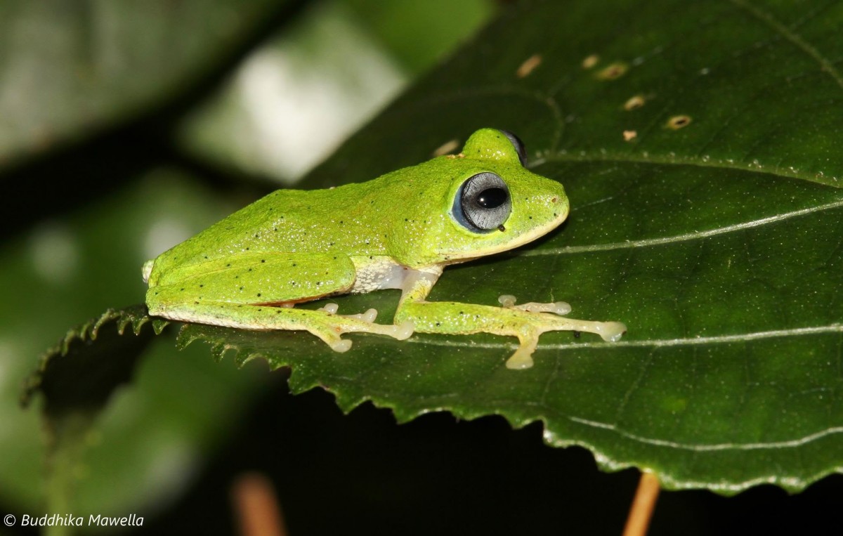 Pseudophilautus femoralis Gunther 1864