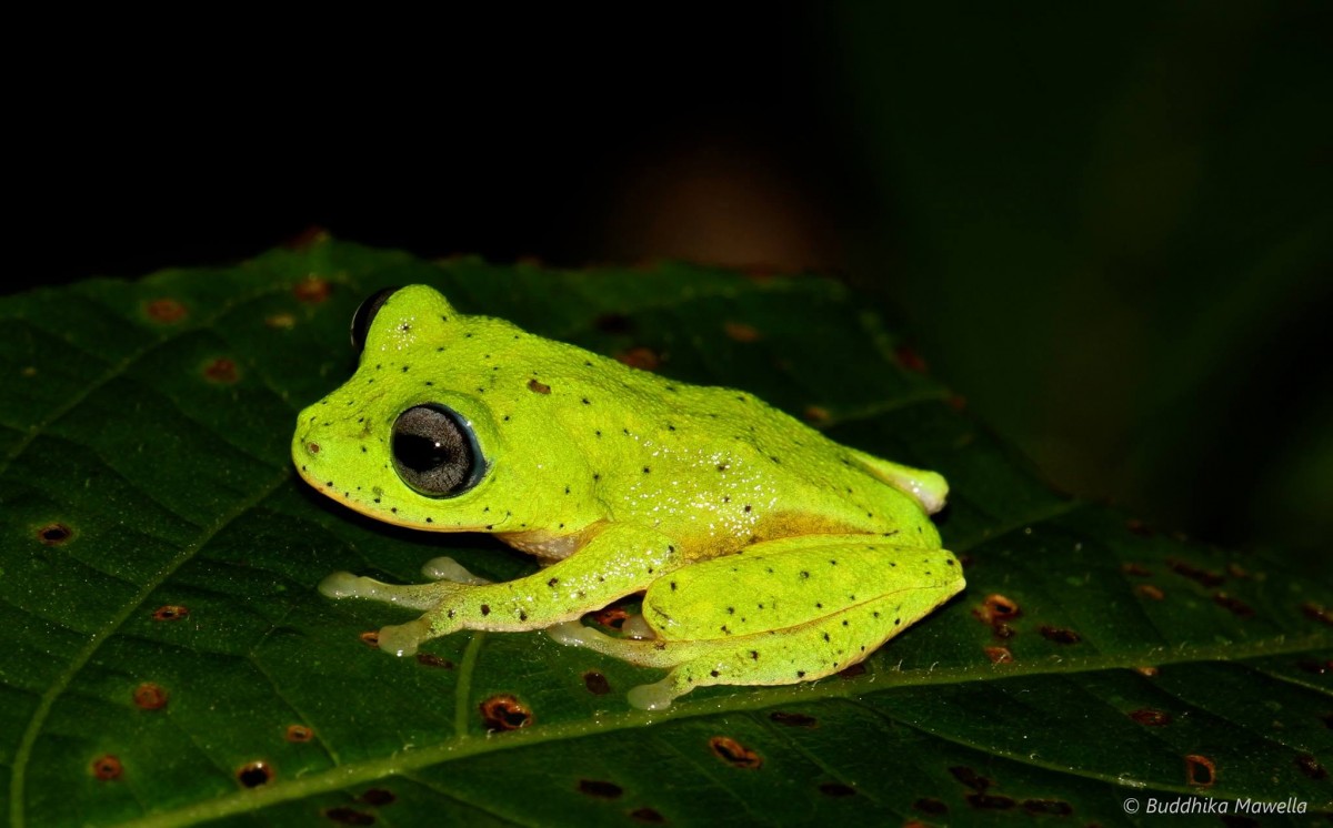 Pseudophilautus femoralis Gunther 1864