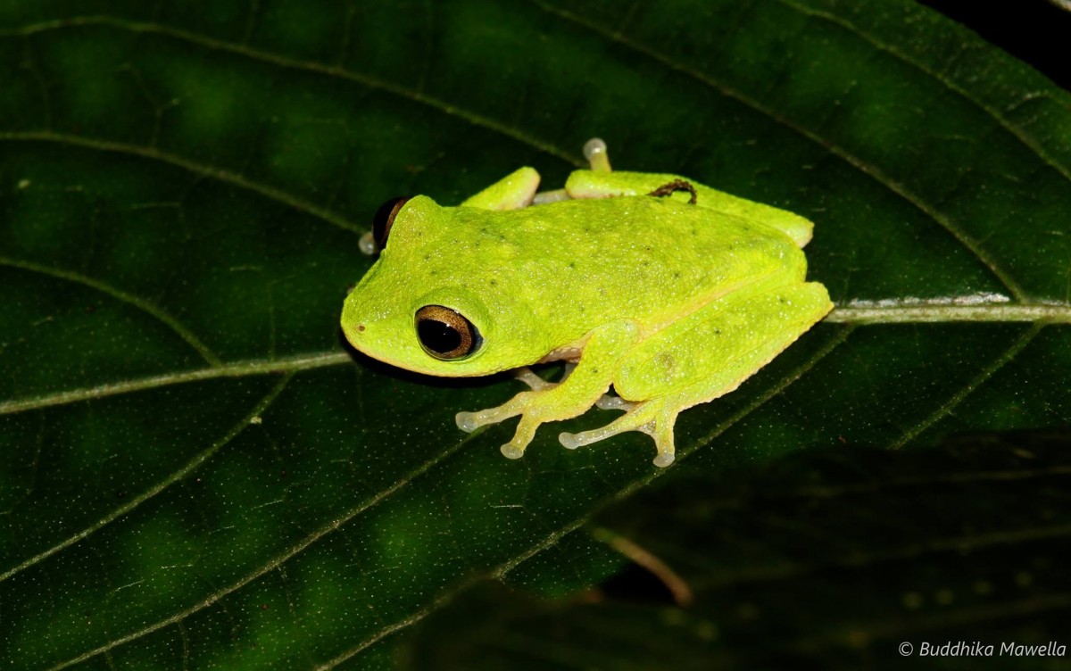 Pseudophilautus femoralis Gunther 1864
