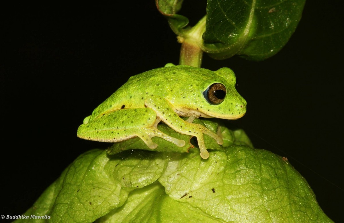 Pseudophilautus femoralis Gunther 1864