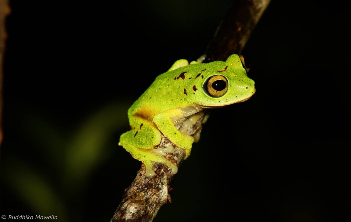 Pseudophilautus femoralis Gunther 1864