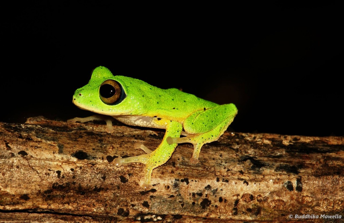 Pseudophilautus femoralis Gunther 1864