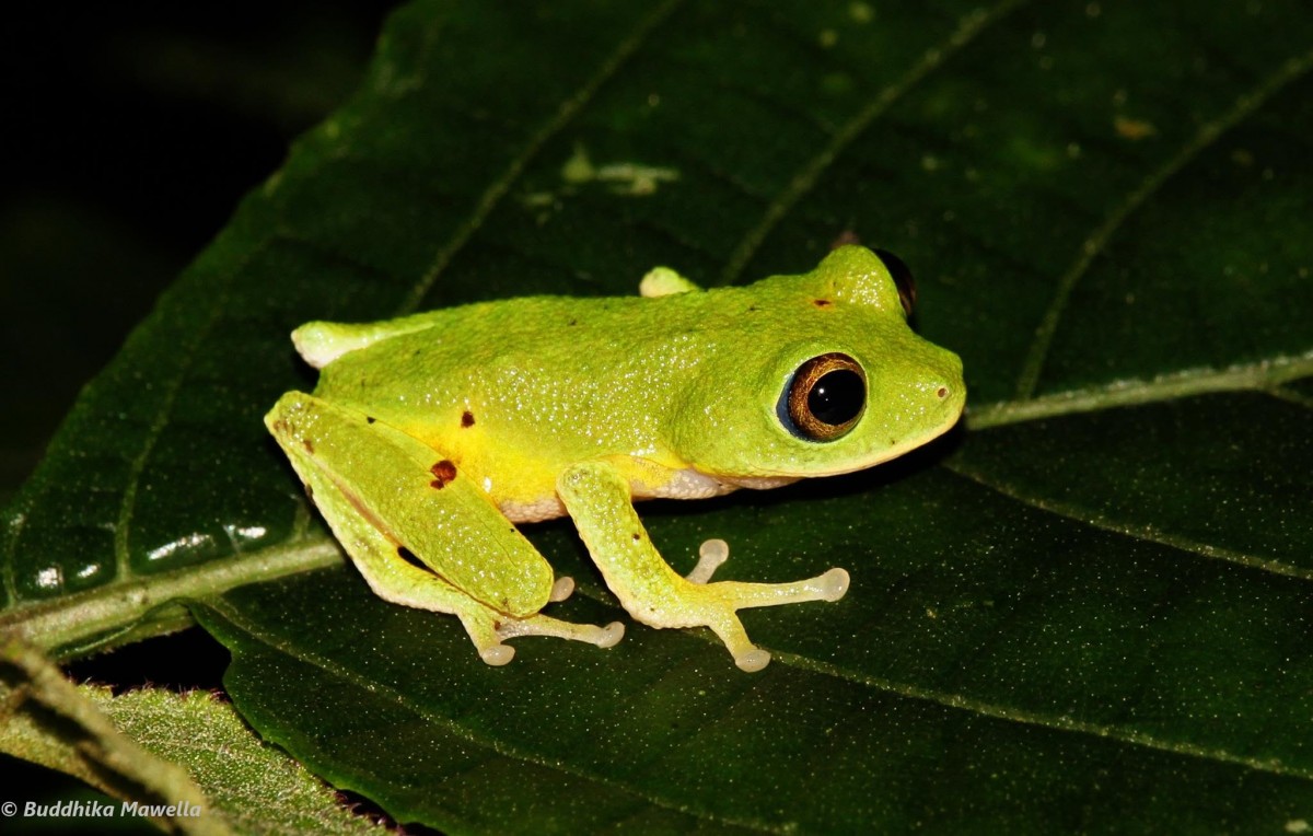 Pseudophilautus femoralis Gunther 1864