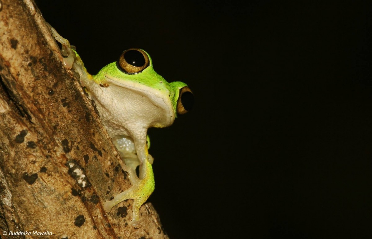 Pseudophilautus femoralis Gunther 1864