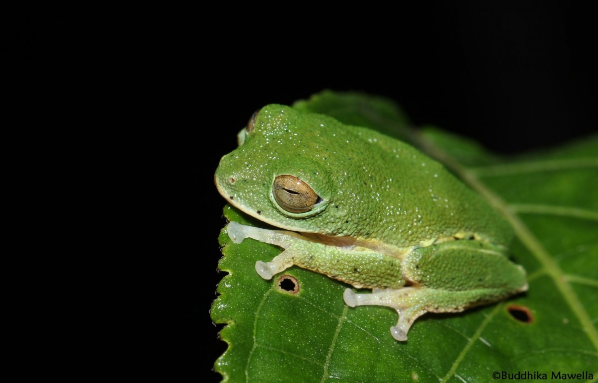 Pseudophilautus femoralis Gunther 1864