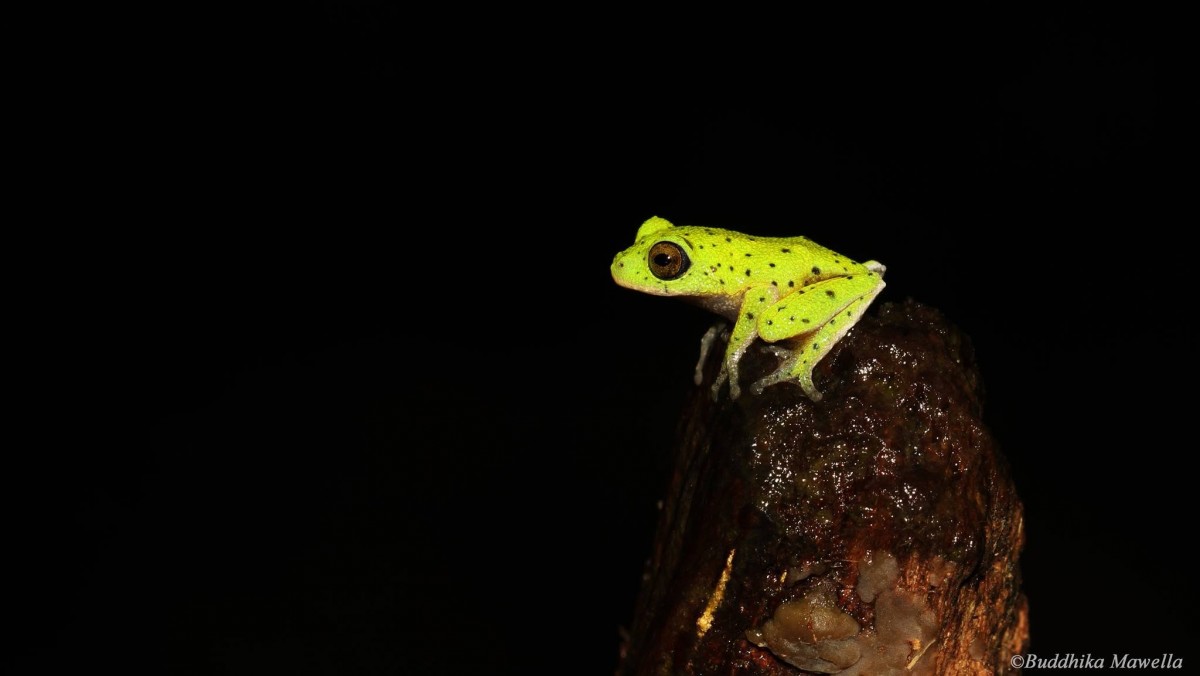 Pseudophilautus femoralis Gunther 1864