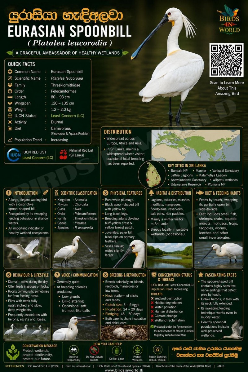 Platalea leucorodia Linnaeus, 1758