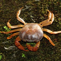 7 Freshwater Crabs