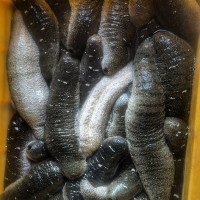 6 Sea Cucumber