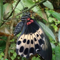 Papilio polymnestor Cramer, 1775