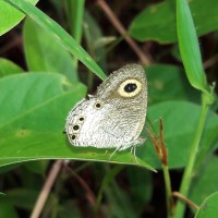 Ypthima ceylonica Hewitson, 1864