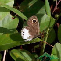 Ypthima ceylonica Hewitson, 1864