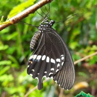 Papilio polytes Linnaeus, 1758