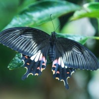 <i>Papilio polytes</i> Linnaeus, 1758