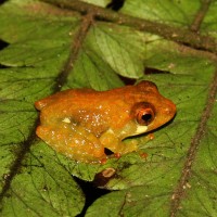 Pseudophilautus procax Megaskumbura & Manamendra-Arachcchi, 2005