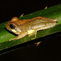 Pseudophilautus procax Megaskumbura & Manamendra-Arachcchi, 2005